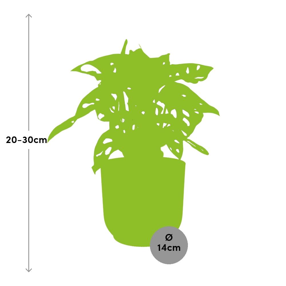 Monstera 'Monkey Leaf' ELHO Fold 14cm gelb | Pflanzfix24