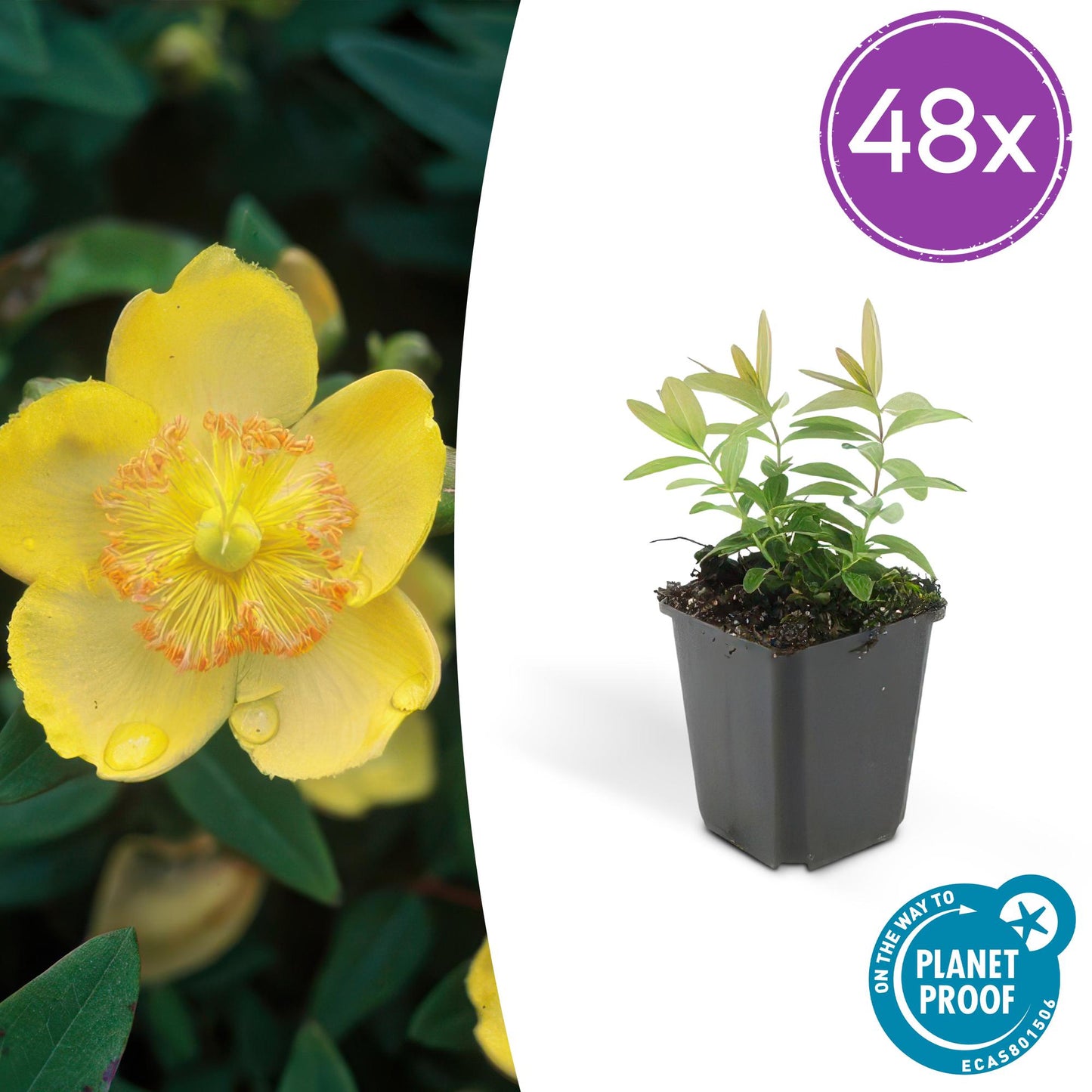 48x Hypericum calycinum - Pflanzfix24