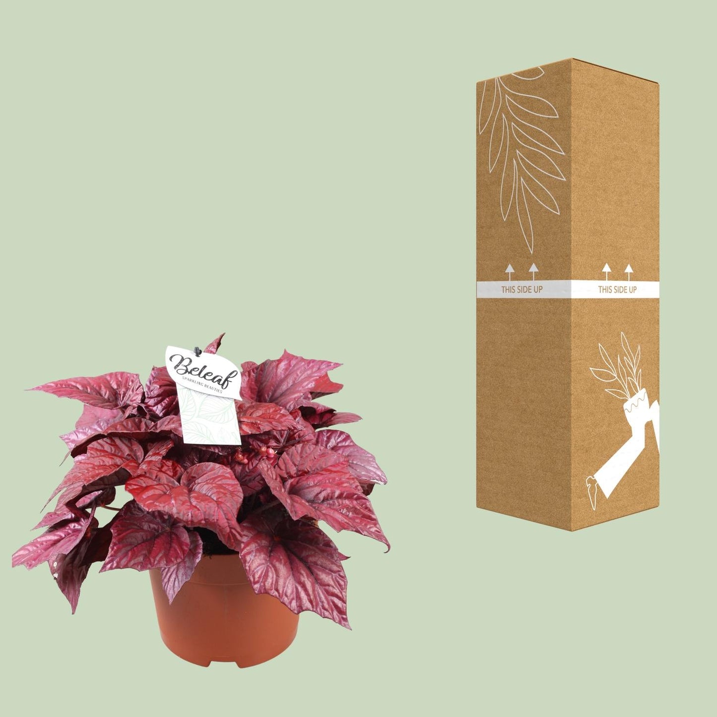 Begonia Beleaf Inca Flame - Ø17cm - ↕32cm - Pflanzfix24