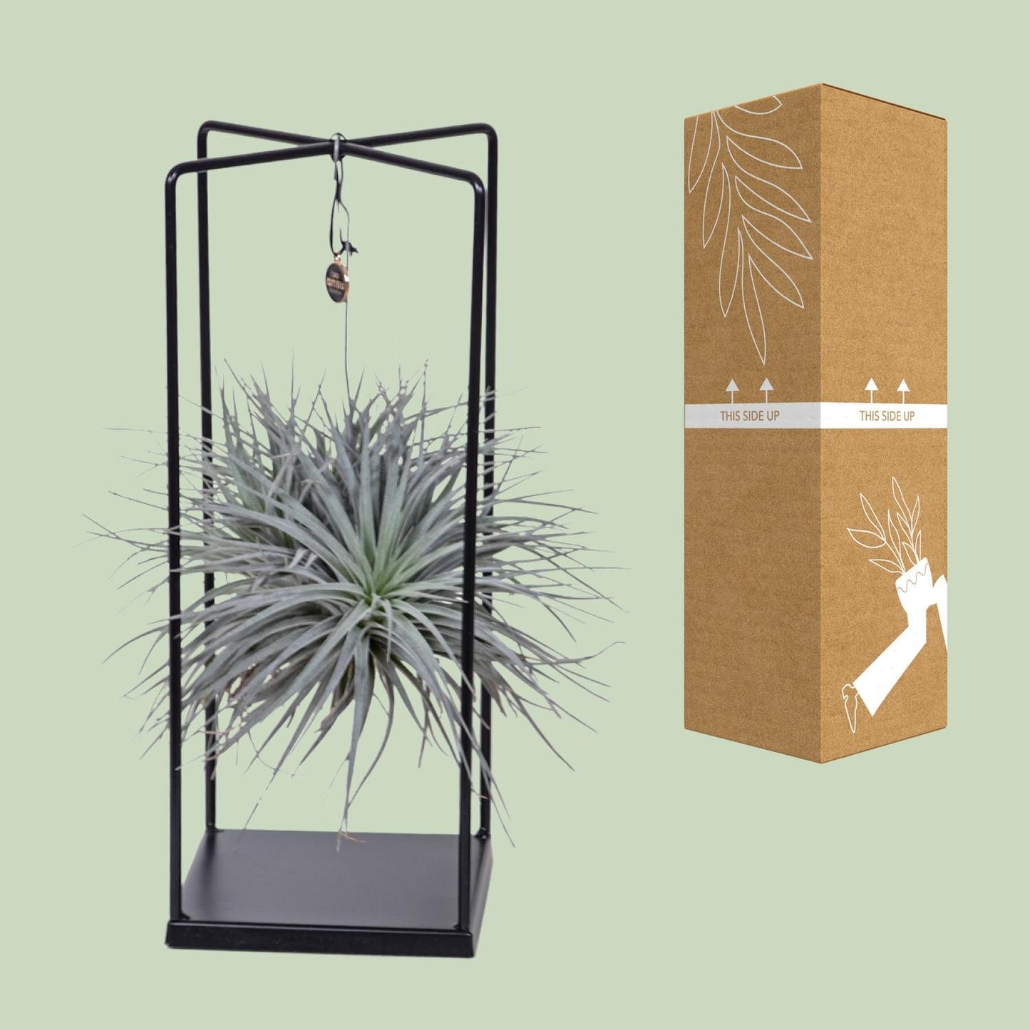 Tillandsia Mix Ø20cm – Luftpflanze 1 Stück | Pflanzfix24.de - Pflanzfix24.de