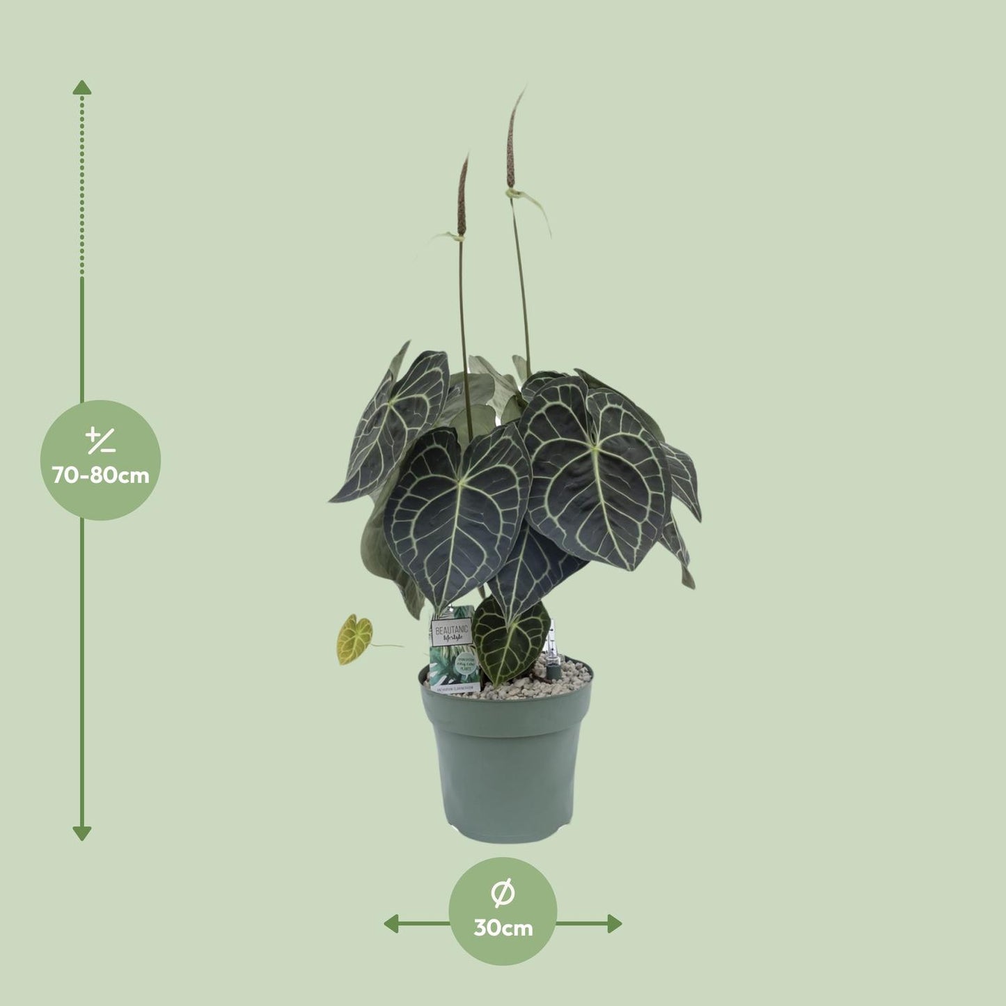 Anthurium Clarinervium - Ø30cm - ↕80cm von Pflanzfix24