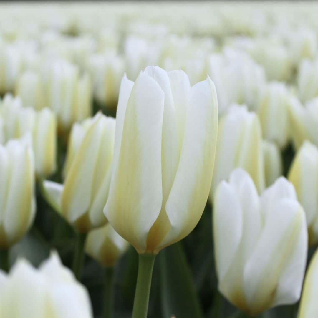 Flowerbulbs Amsterdam - Purissima - 15 Blumenzwiebeln - Größe 12+ - Pflanzfix24
