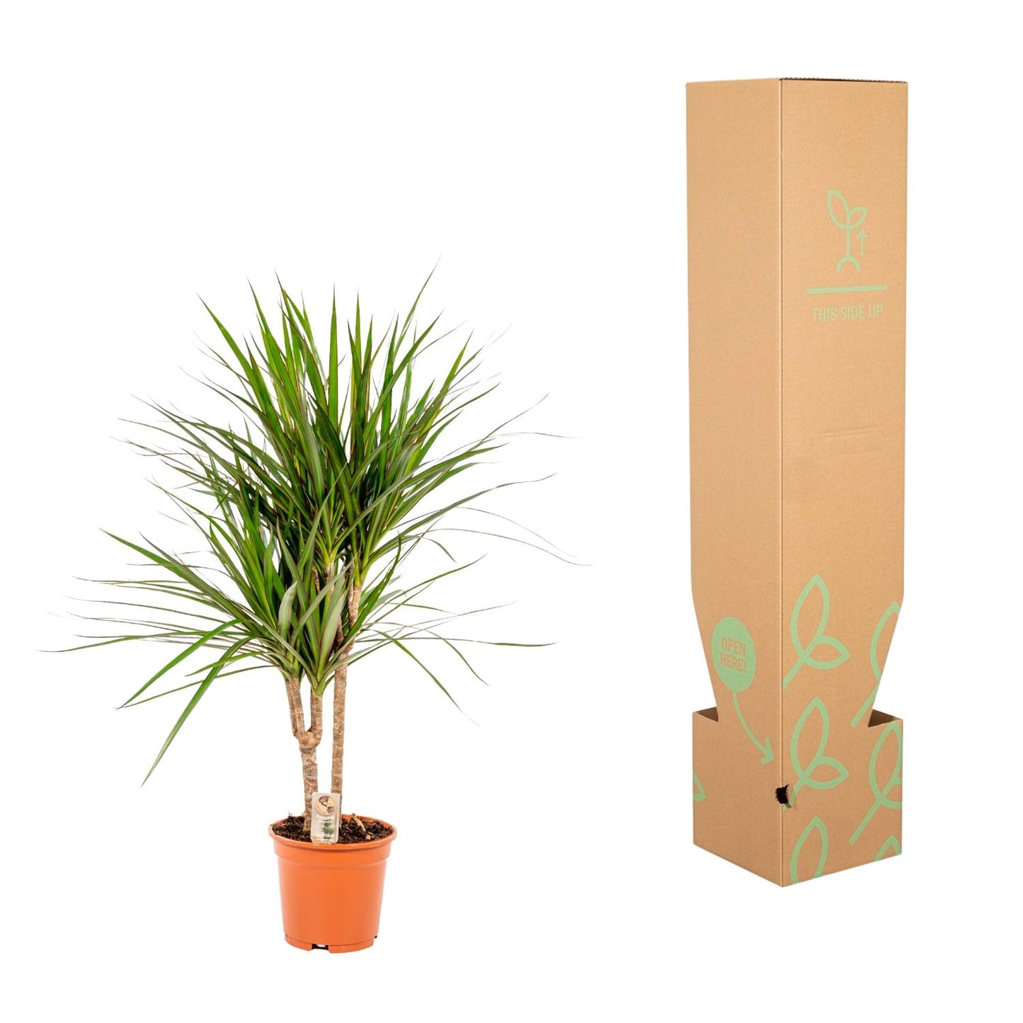 Dracaena Marginata - Ø17cm - ↕90cm bei Pflanzfix24.de - Pflanzfix24.de