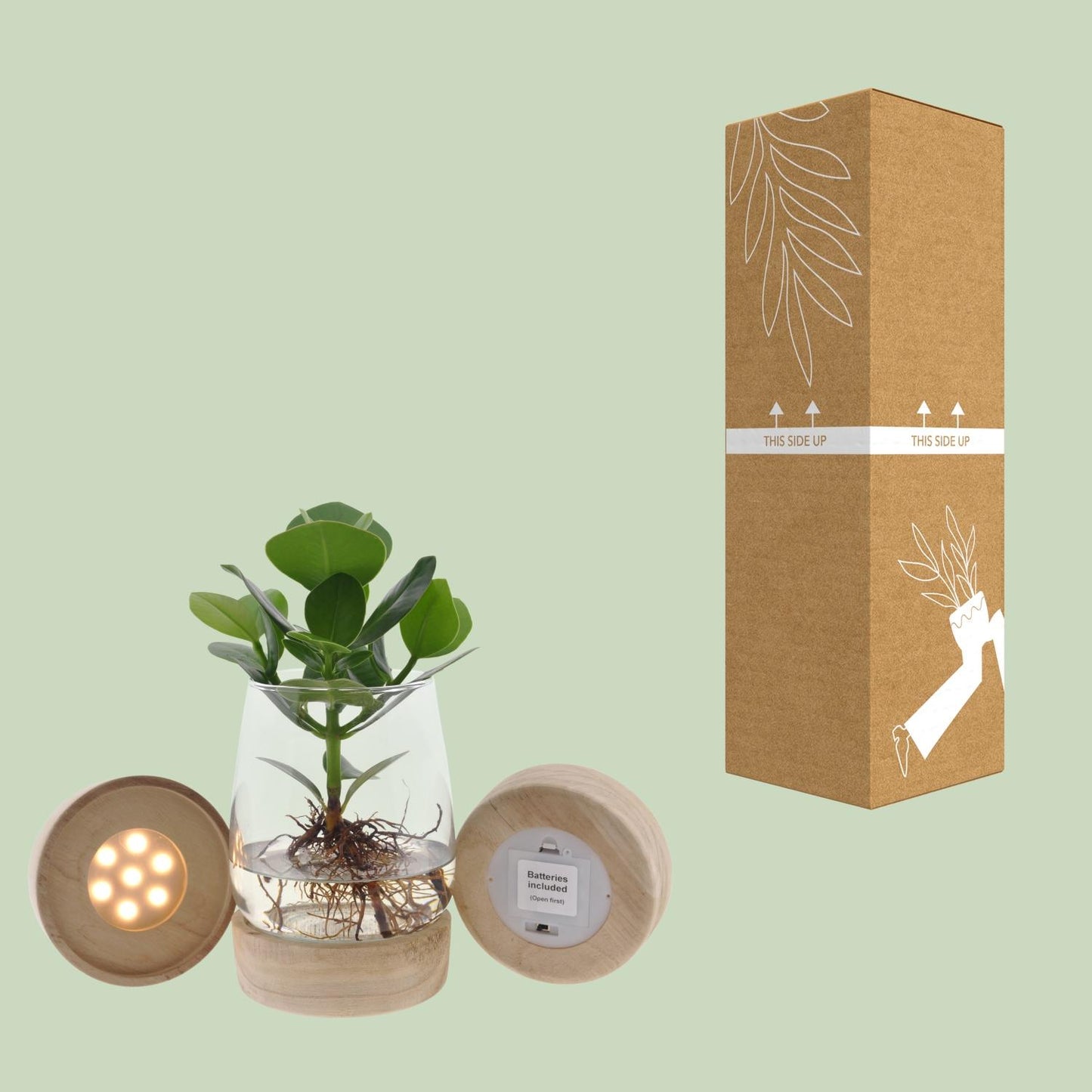 Clusia In Kingston Glas + LED - Ø12cm - ↕30cm - Pflanzfix24.de - Pflanzfix24.de