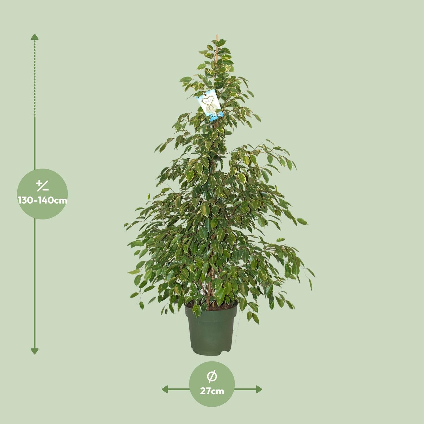 Ficus Benjamina Golden King - Ø27cm - ↕130cm - Pflanzfix24