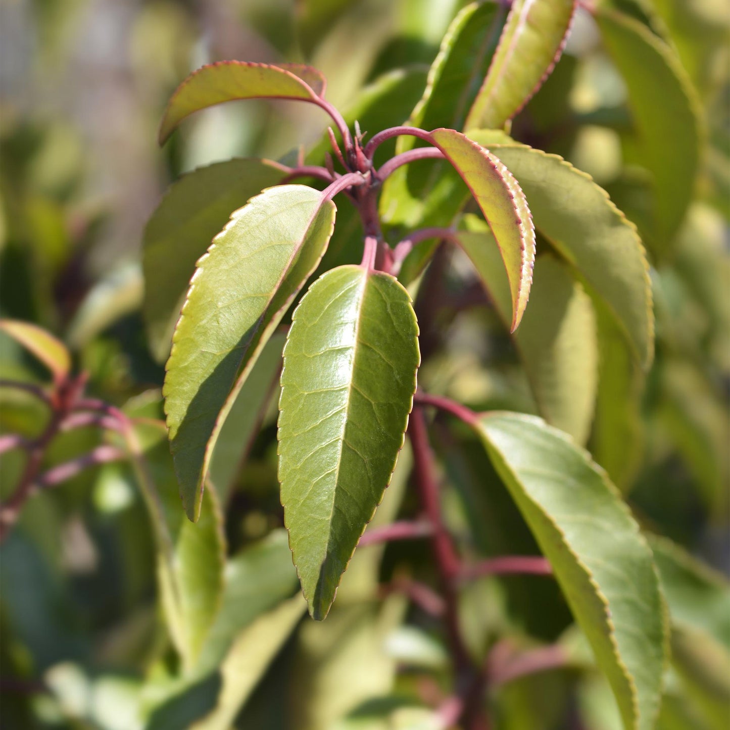 Pflanzfix24.de - Prunus lusitanica Angustifolia - 6 Pflanzen - 1m - immergrün - Pflanzfix24.de