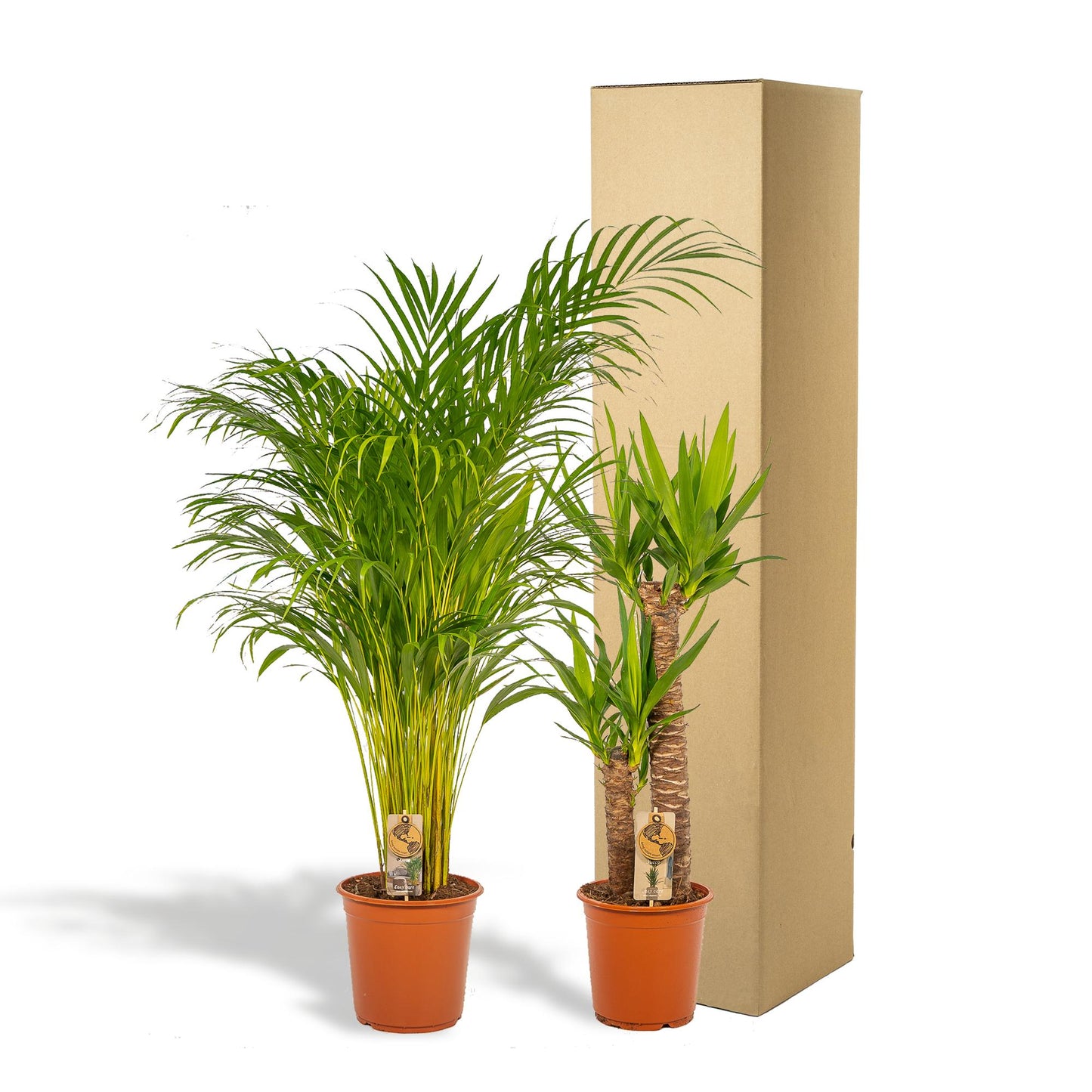 Areca & Yucca Zimmerpflanzen Set - 130cm & 100cm - Pflanzfix24