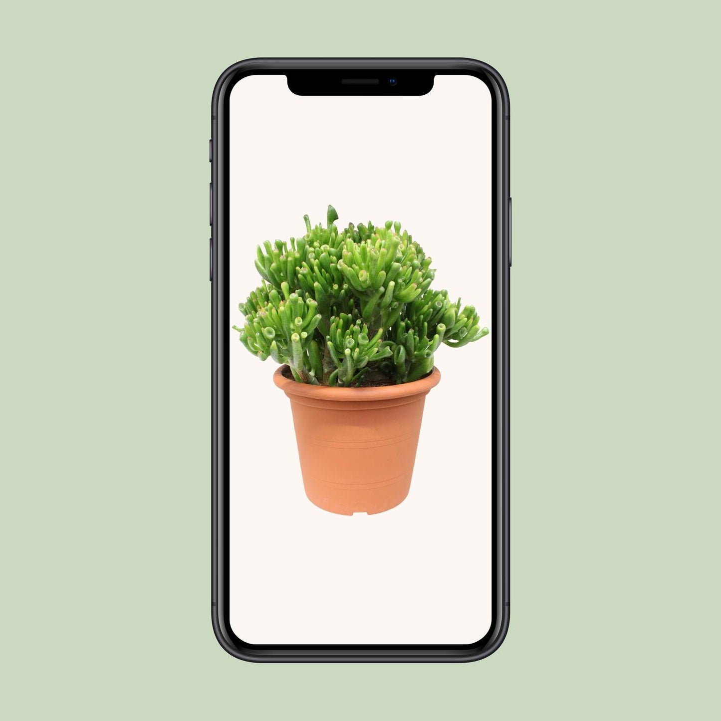 Crassula Hobbit - Ø23cm - ↕35cm - pflanzfix24