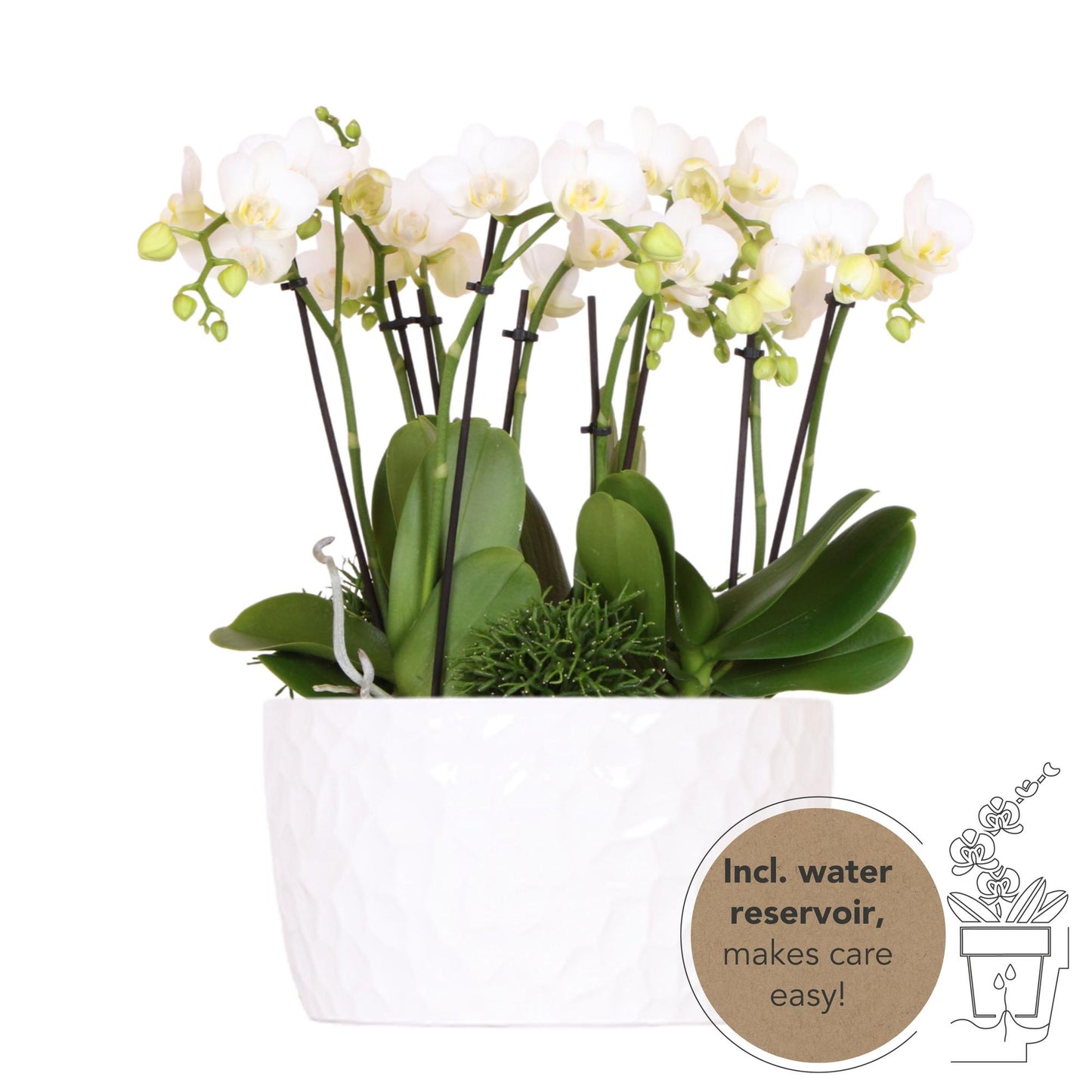 Kolibri Orchideen Pflanzset Weiß Honigschale Ø9 cm | Pflanzfix24.de - Pflanzfix24.de