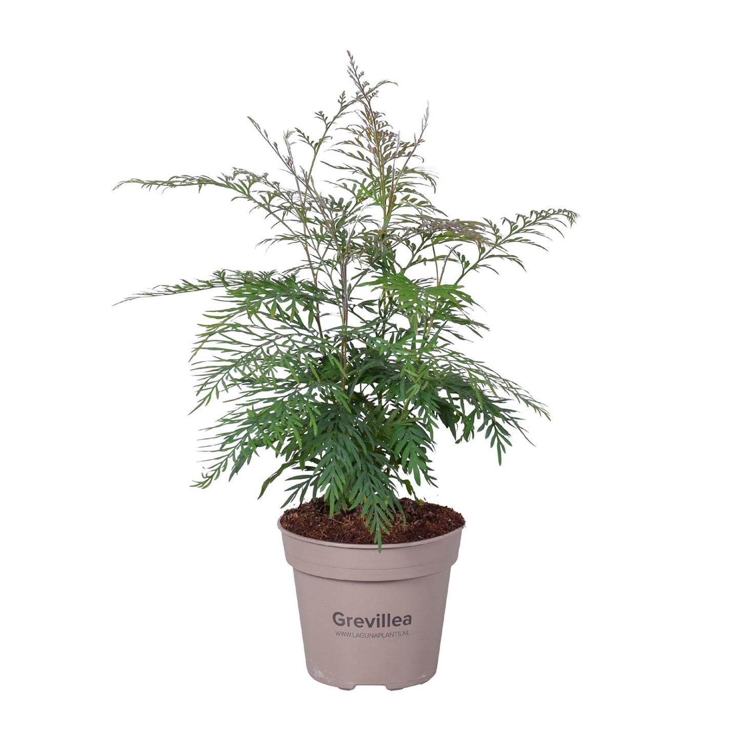 Grevillea Robusta - Ø15cm - ↕45cm - Pflanzfix24