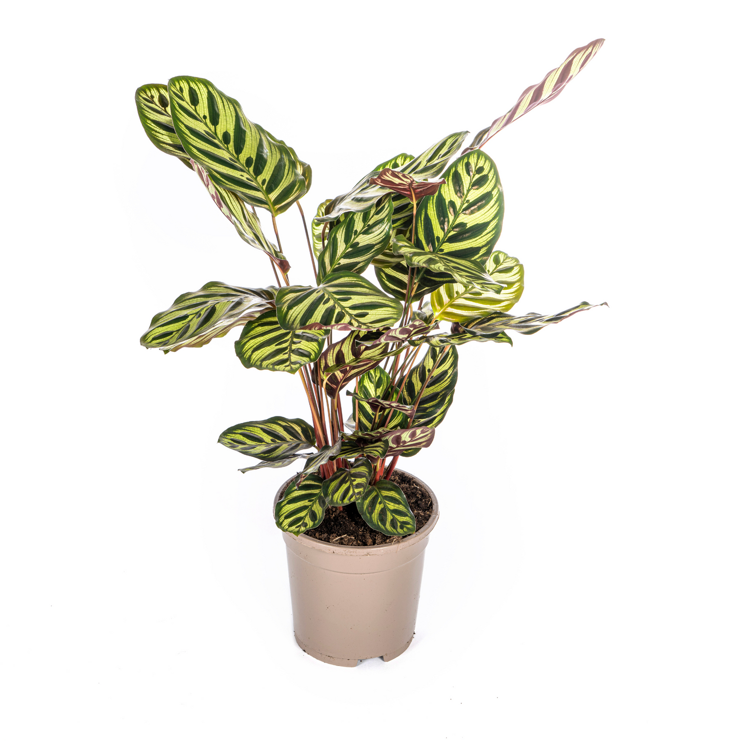 Calathea Makoyana Ø17cm - Pflanzfix24