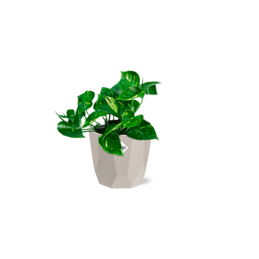 Epipremnum Pinnatum ‘Aureum’ in ELHO b.for rock 14 cm warm grey - Pflanzfix24