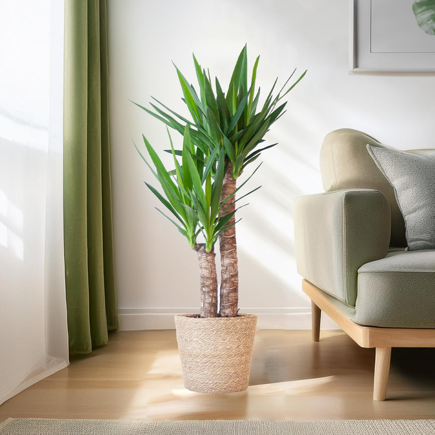 Yucca Elephantipes 90cm im Sofia-Korb natur | Pflanzfix24