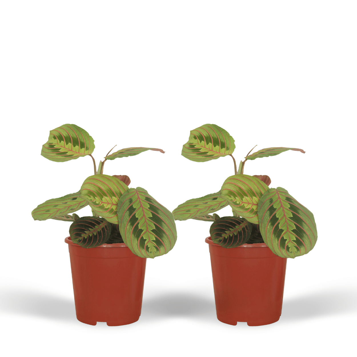 Maranta Fascinator 2er-Set Ø12cm | Pflanzfix24.de - Pflanzfix24.de
