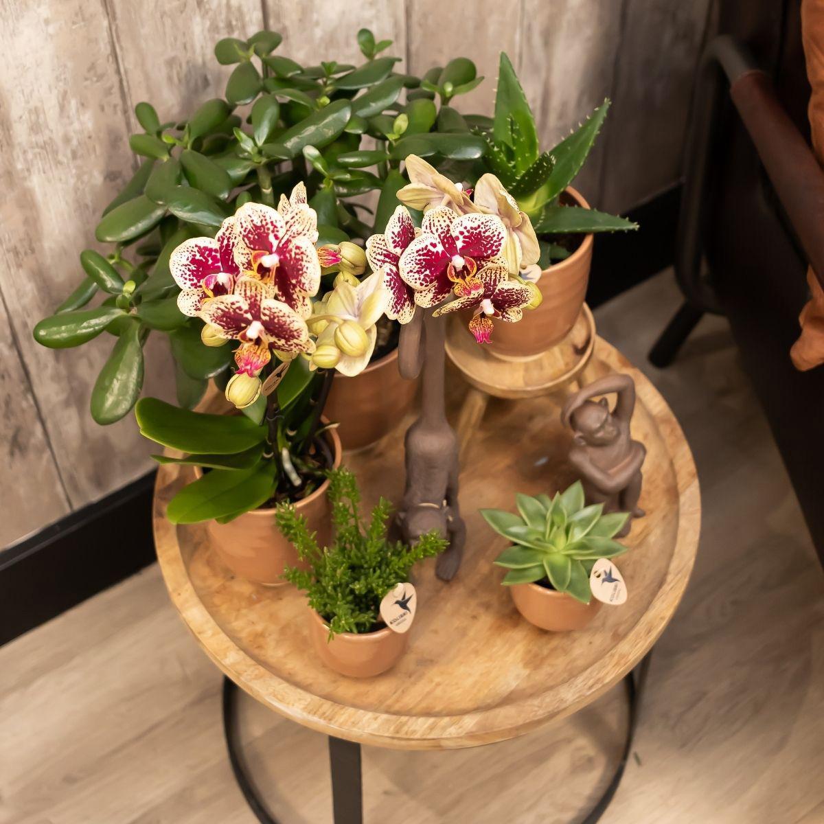2er Set Phalaenopsis Spanien Rot-Gelb Ø9cm – Pflanzfix24.de - Pflanzfix24.de