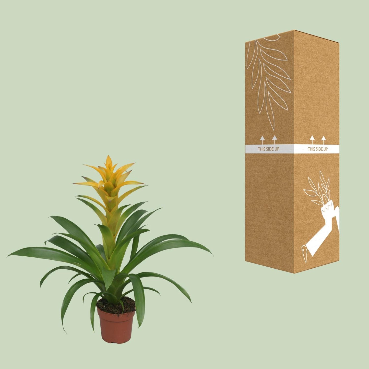 Guzmania Desire - Ø12 ↕45 bei Pflanzfix24