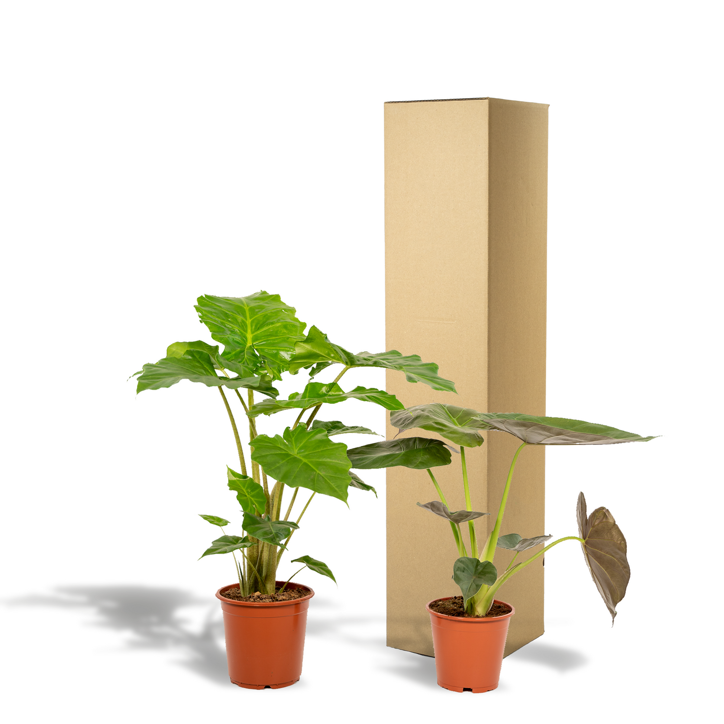 Alocasia Wentii + Portodora - Set - 2 Zimmerpflanzen - Pflanzfix24
