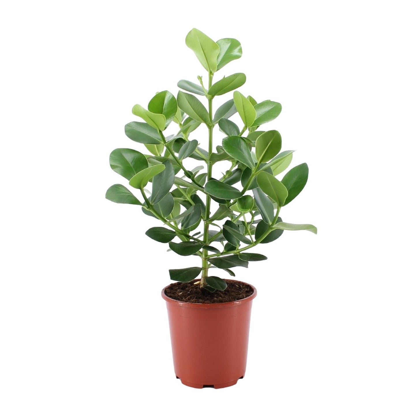 Clusia Rosea Princess - Ø24cm - ↕80cm - Pflanzfix24
