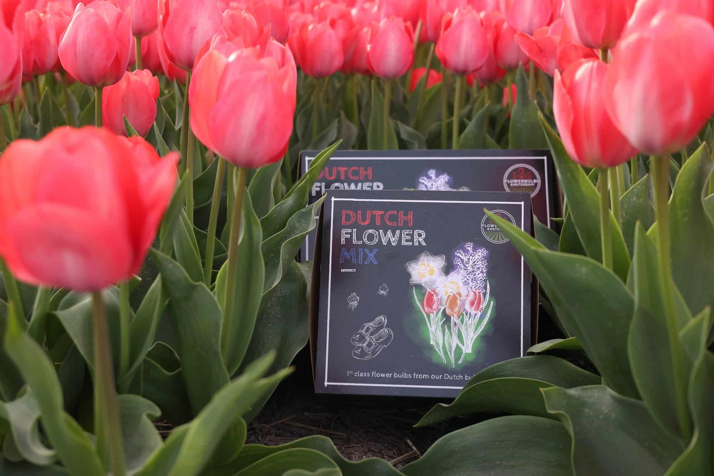 Flowerbulbs Amsterdam - Dutch Flower Mix - Luxusbox mittel, 40 Blumenzwiebeln - Pflanzfix24