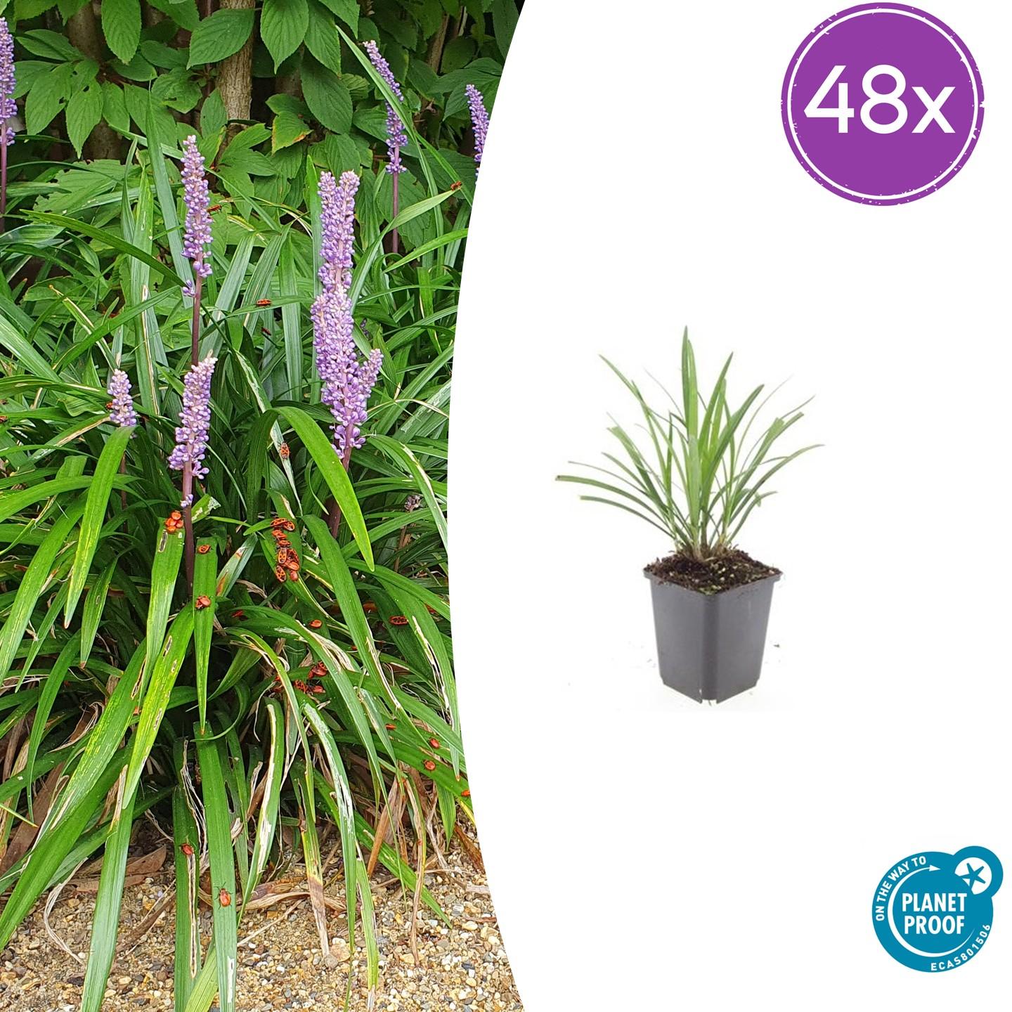 48x Liriope muscari 'Ingwersen' - ↕10-25cm - Ø9cm - Pflanzfix24