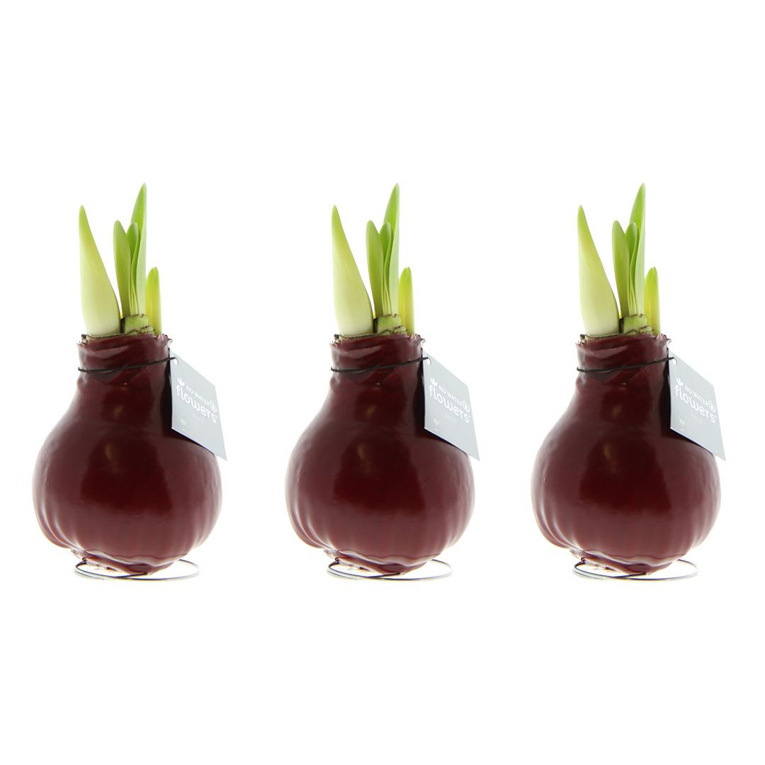 No Water Flowers® (wax amaryllis) | Waxz® Colours Bordeaux (3 pack) + Red flower - Pflanzfix24