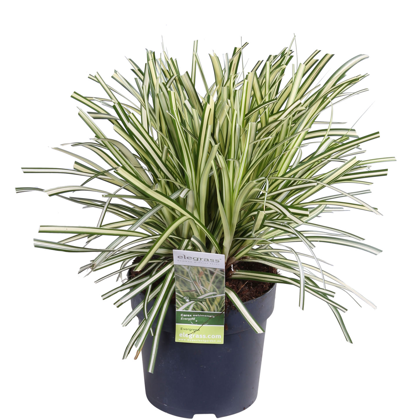 3x Carex hachijoensis 'Evergold' - 30cm - Ø14 - Pflanzfix24