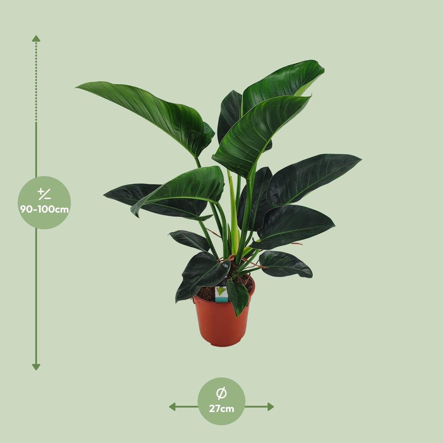 Philodendron Congo Millions - Ø27cm - ↕100cm - Pflanzfix24