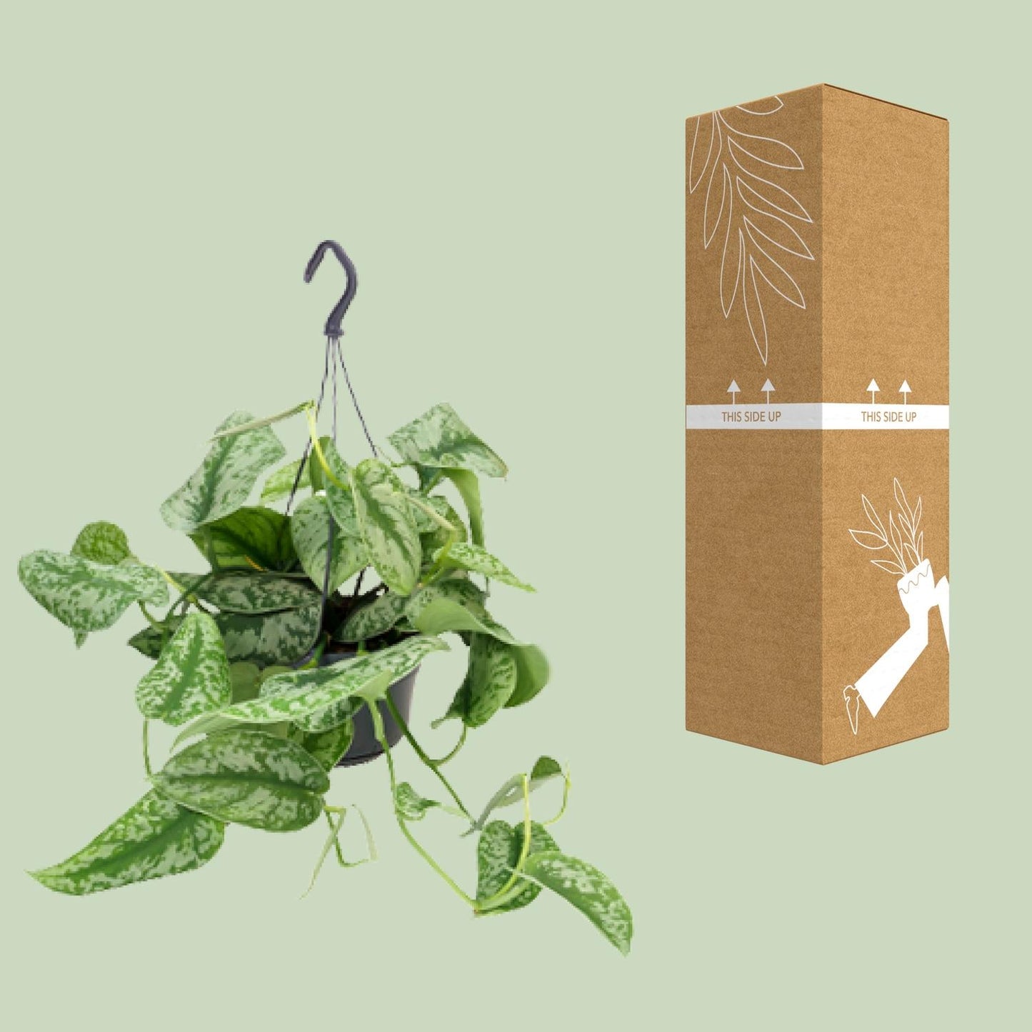 Scindapsus Pictus Trebie Ø15cm, 25cm hoch – Zimmerpflanze | Pflanzfix24.de - Pflanzfix24.de