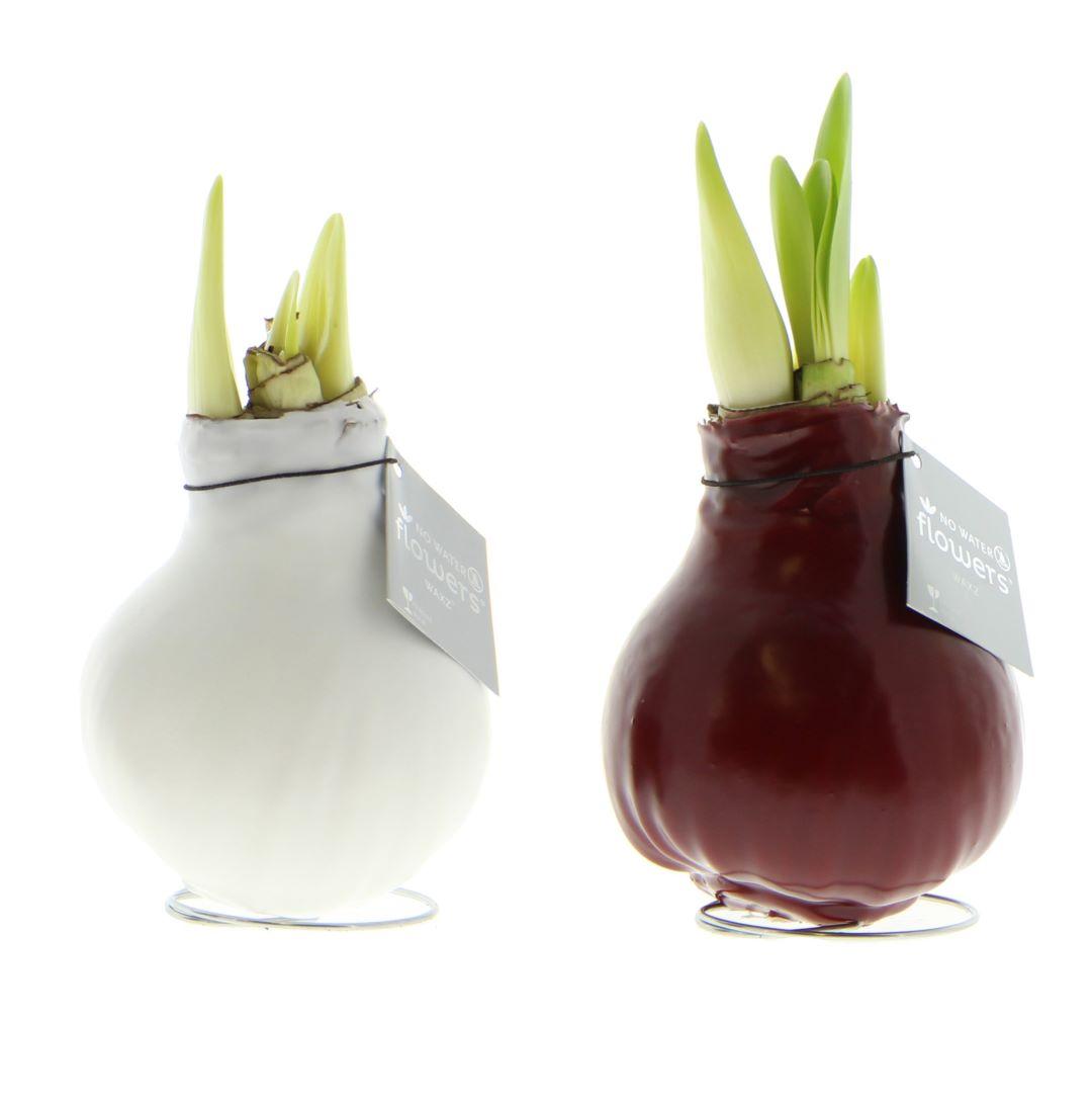 No Water Flowers® (wax amaryllis) | Waxz® Colours Classic duo Mix (2 pack) + Red & White flower - Pflanzfix24