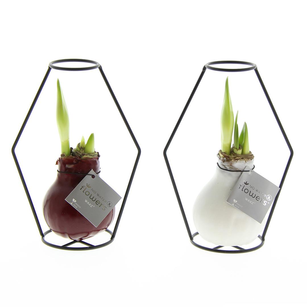No Water Flowers® (wax amaryllis) | Formz Modern Mix (2 pack) + Red flower - Pflanzfix24