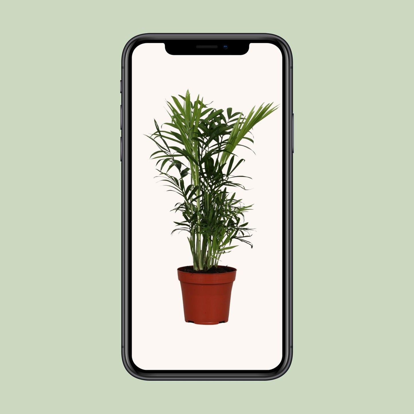 Chamaedorea Elegans - Ø12cm - ↕40cm bei Pflanzfix24.de - Pflanzfix24.de