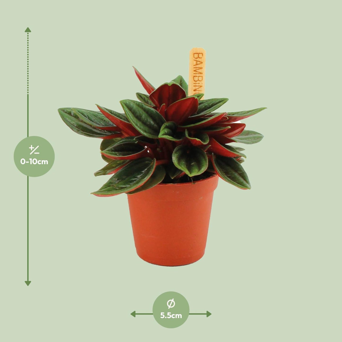 Peperomia Caperata Rosso - Ø6cm - ↕10cm - Pflanzfix24