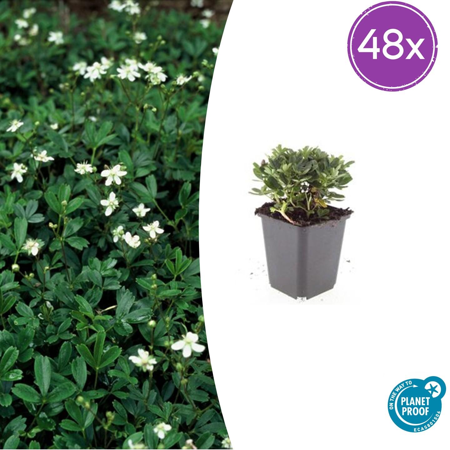 48x Potentilla tridentata 'Nuuk' - ↕10-25cm - Ø9cm - Pflanzfix24