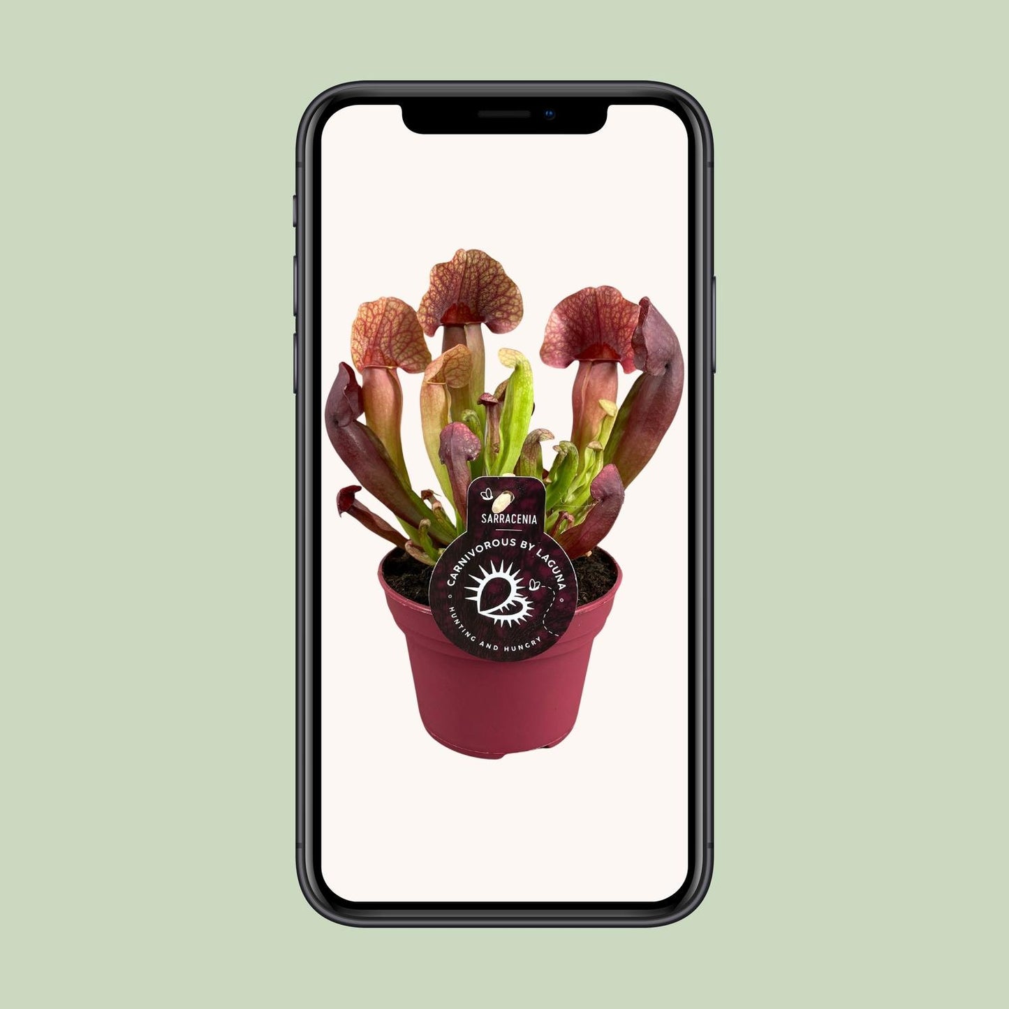 Sarracenia Catesbaei – Fleischfressende Pflanze – Pflanzfix24.de - Pflanzfix24.de