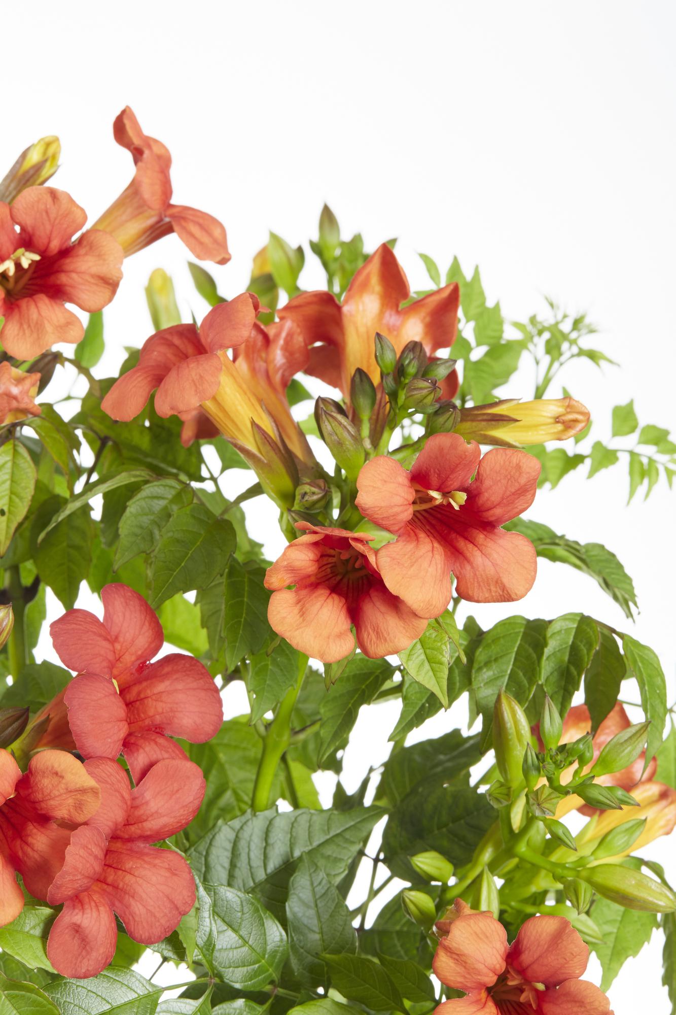 Campsis Summer Jazz Fire Trumpet - Ø19cm - ↕70cm - Ø15 - ↨65cm - Pflanzfix24.de - Pflanzfix24.de