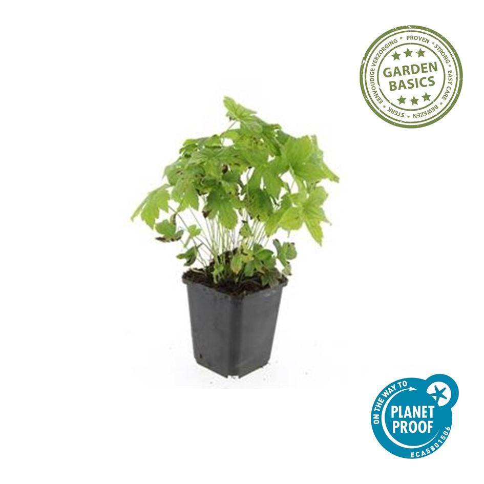 40x Geranium nodosum - ↕10-25cm - Ø9cm bei Pflanzfix24
