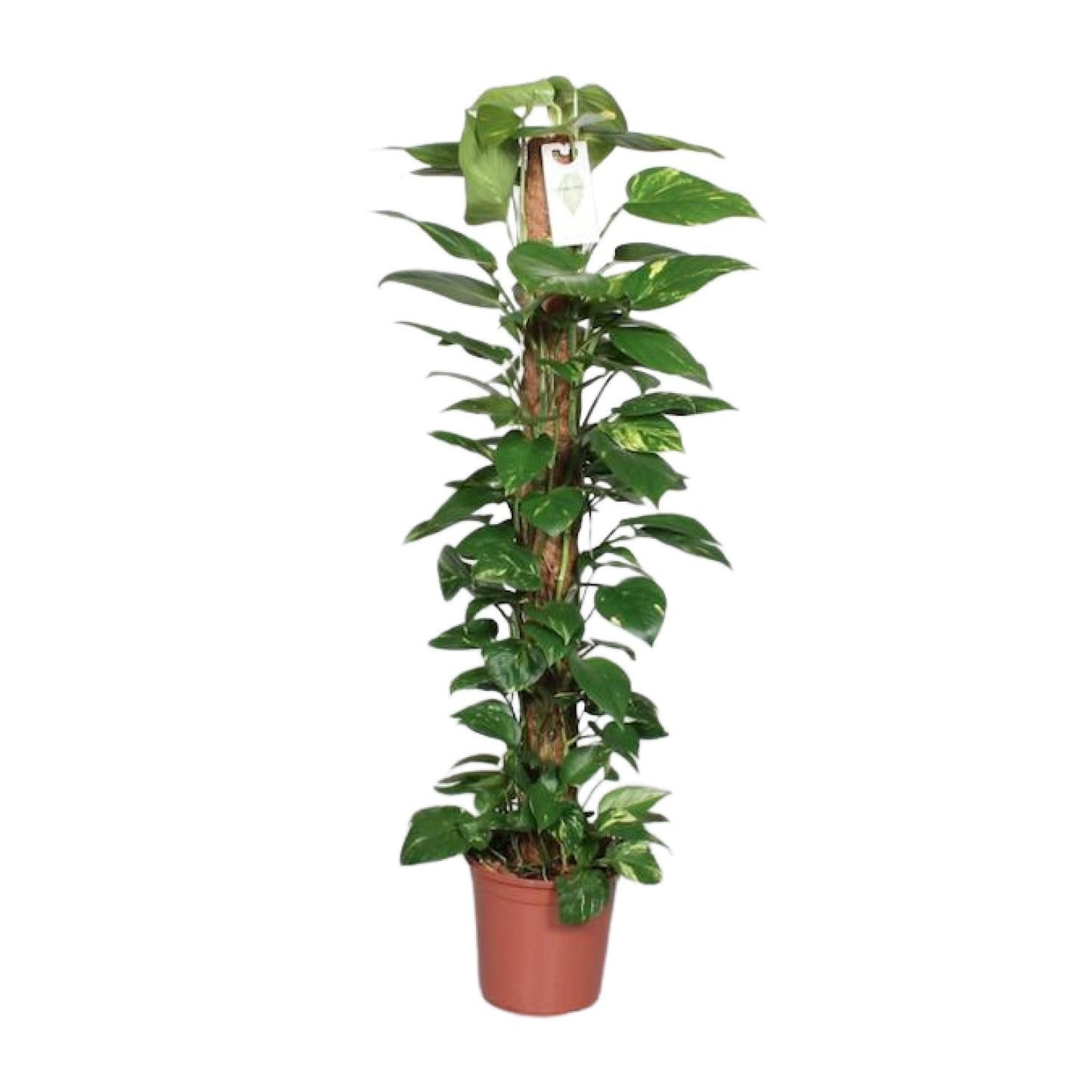 Epipremnum Pinnatum Mosstok 120cm Scindapsus - Ø24cm - ↕120cm - Pflanzfix24