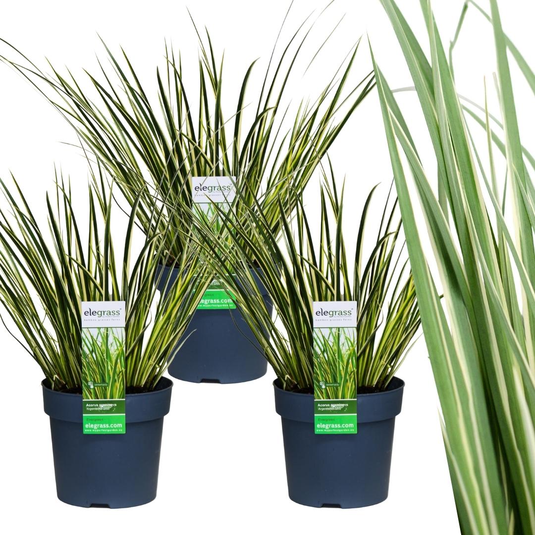 3 x Acorus gramineus 'Argenteostriatus' - Ø 14 cm - Pflanzfix24