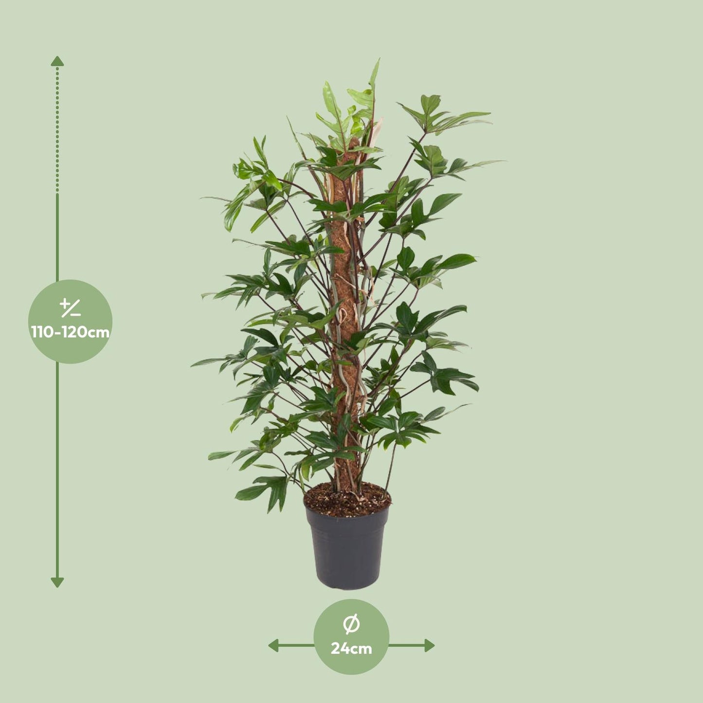 Philodendron Pedatum - Ø24cm - ↕120cm von Pflanzfix24.de - Pflanzfix24.de