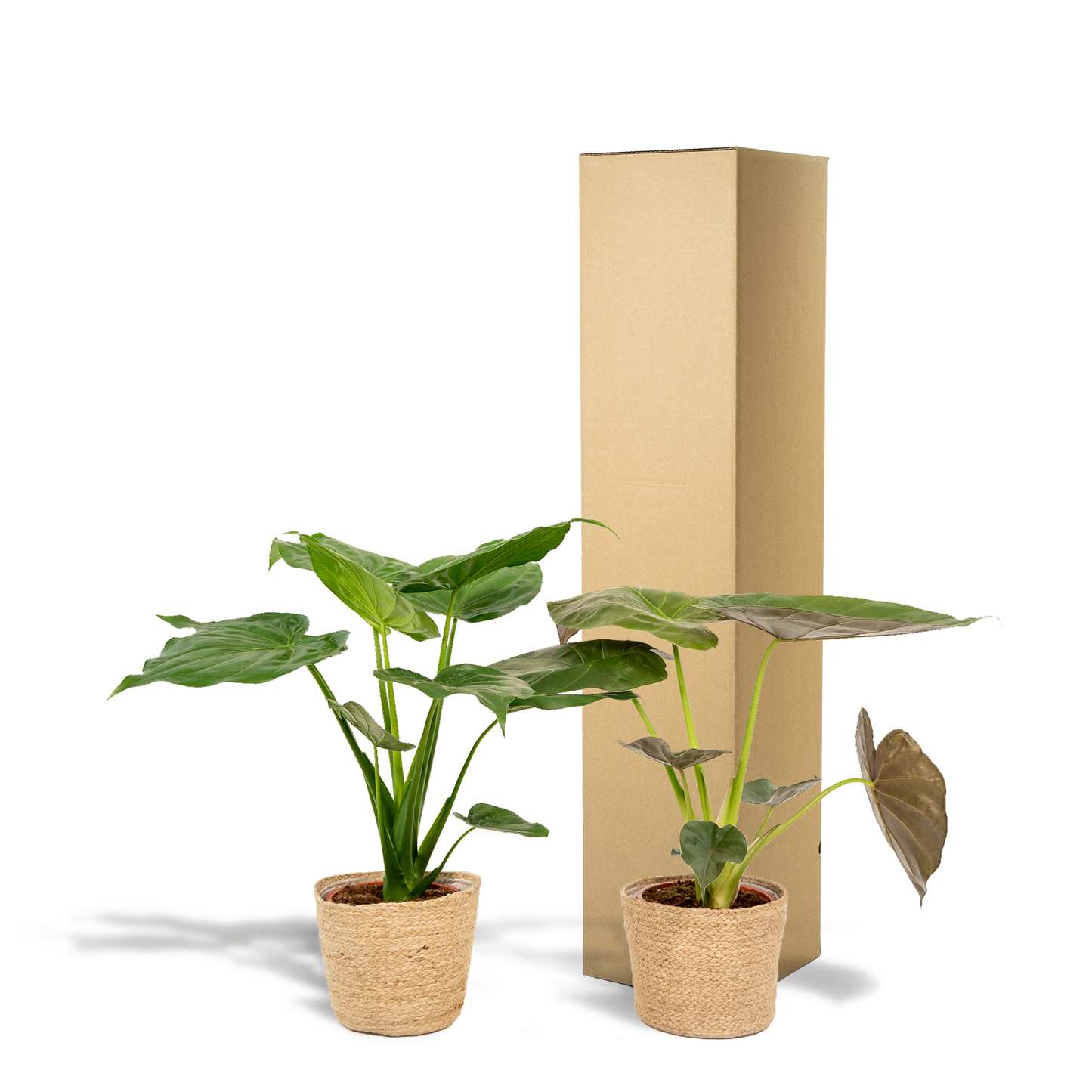 Alocasia Cucullata & Wentii Set + Korb - Pflanzfix24.de - Pflanzfix24.de
