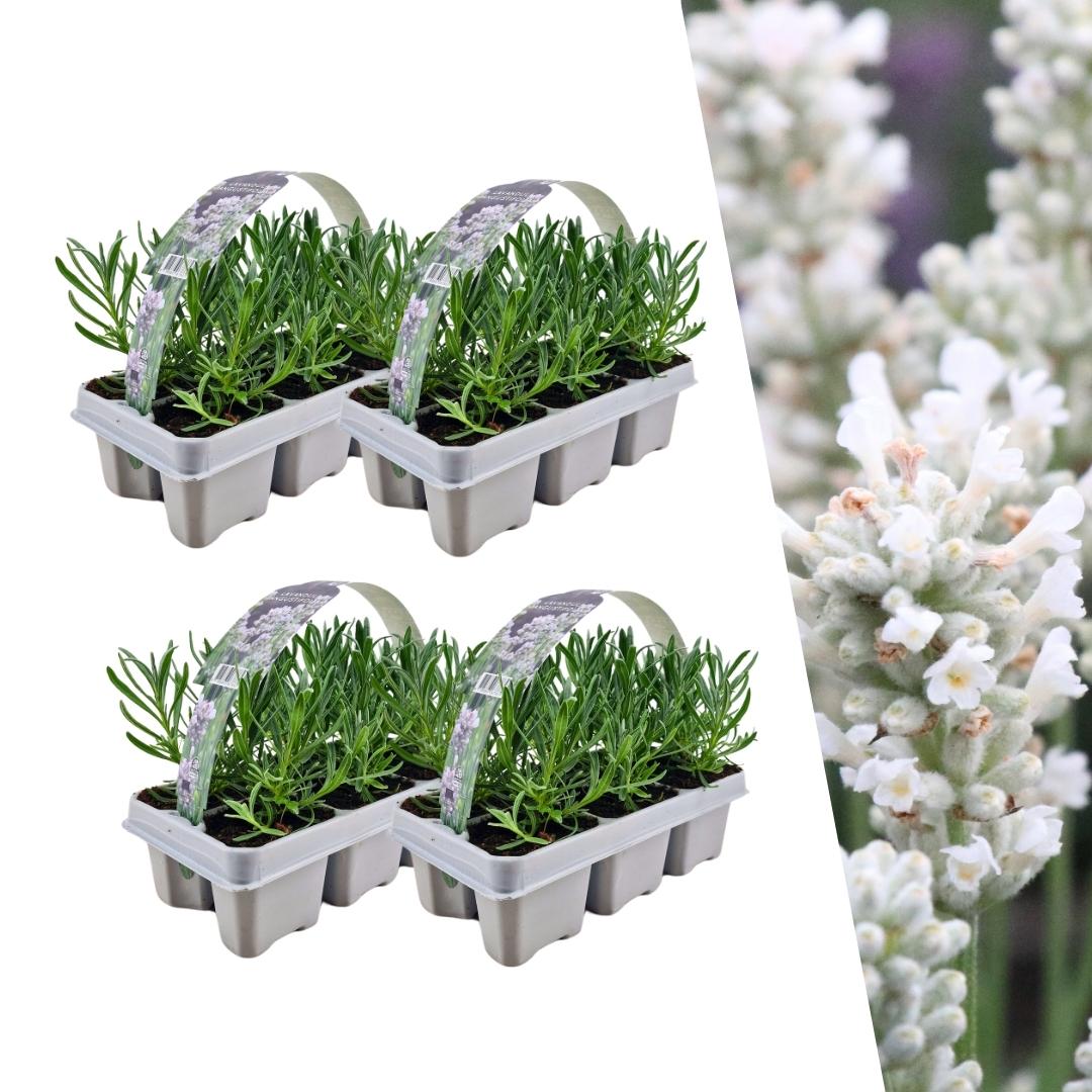 24er Set Lavendel angustifolia weiß - pflanzfix24