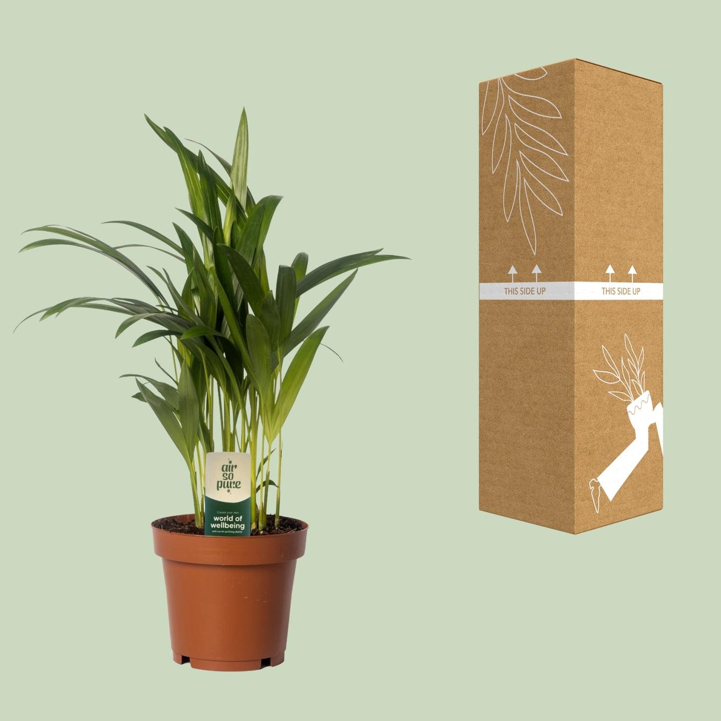 Dypsis Lutescens - Areca - Ø12cm - ↕40cm - Pflanzfix24