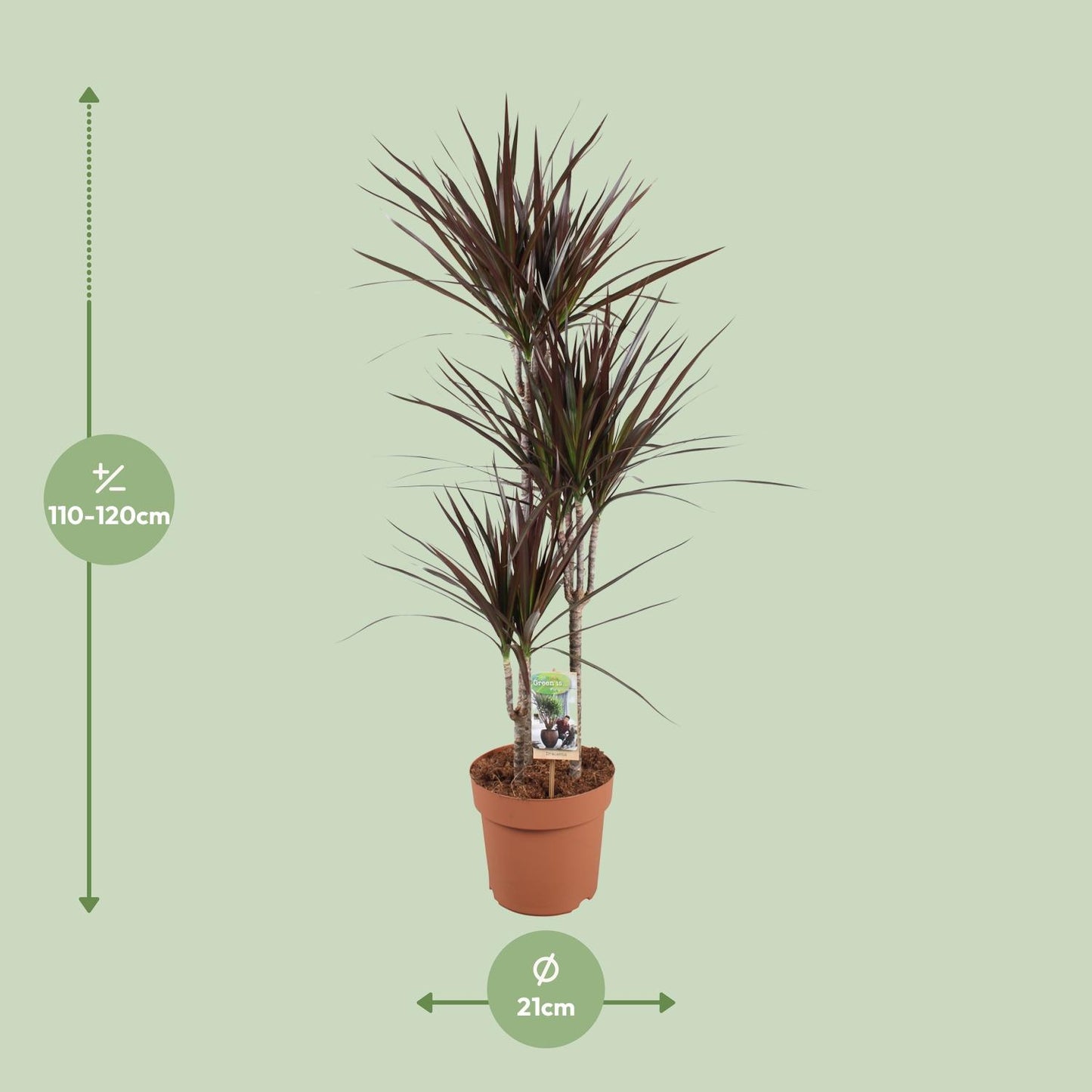 Dracaena Magenta - Ø21cm - pflanzfix24