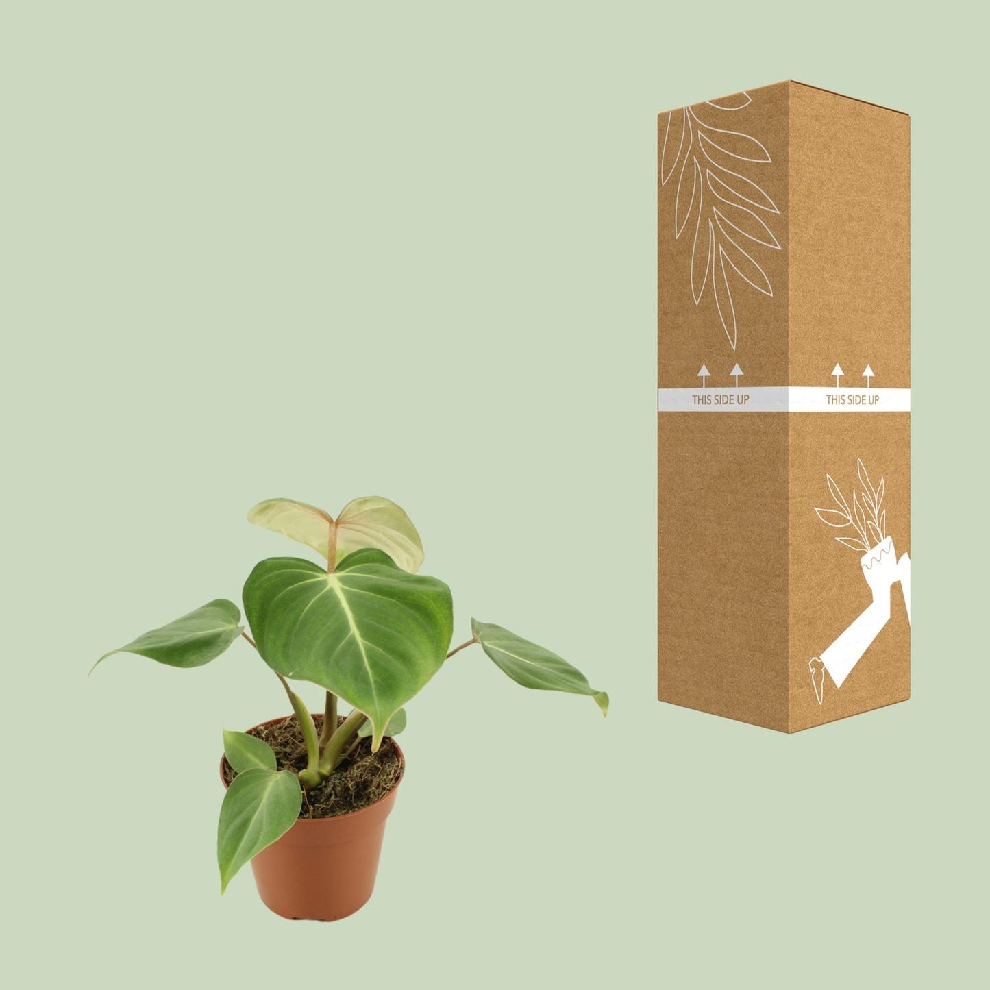 Philodendron Gloriosum - Ø12cm - ↕30cm - Pflanzfix24