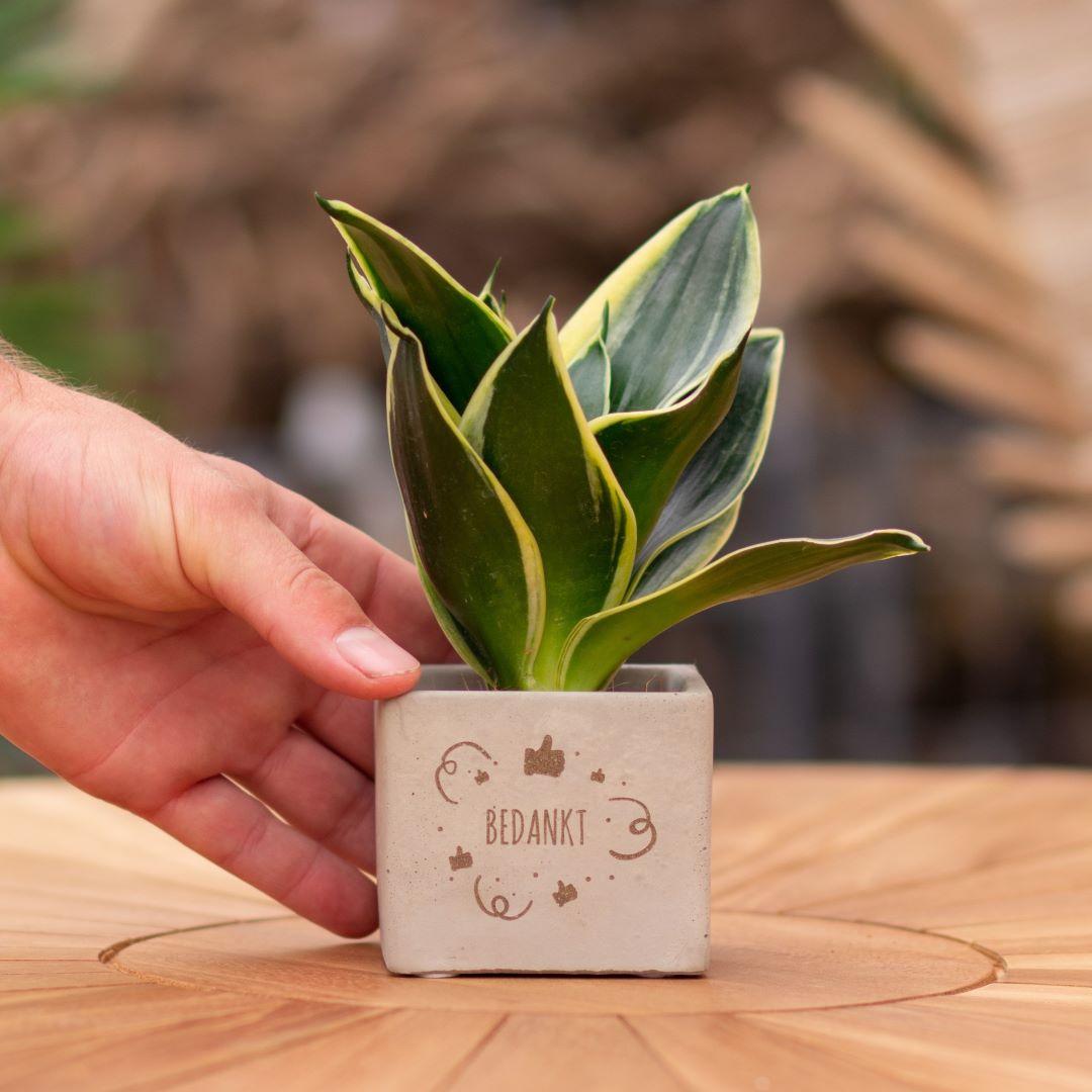 Congreet plantpots + Sansevieria | Bedankt | Pflanzfix24.de - Pflanzfix24.de