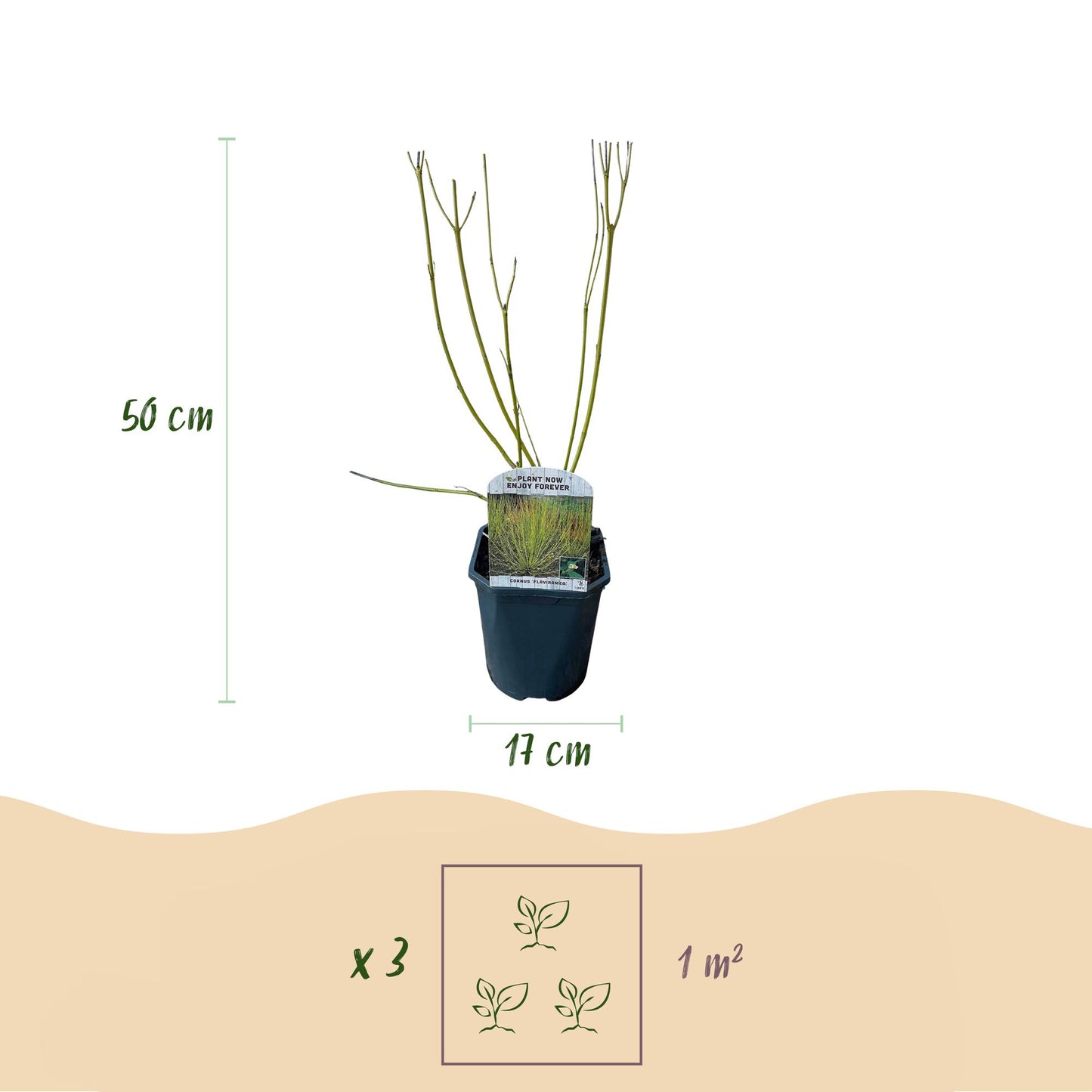 Pflanzfix24 - Cornus alba Tricolour Sträucher - 3 Pflanzen - Topf 17cm Höhe 45cm