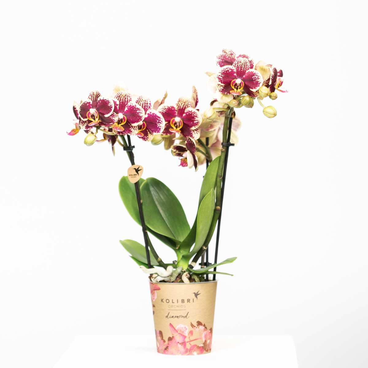 2er Set Phalaenopsis Spanien Rot-Gelb Ø9cm – Pflanzfix24.de - Pflanzfix24.de
