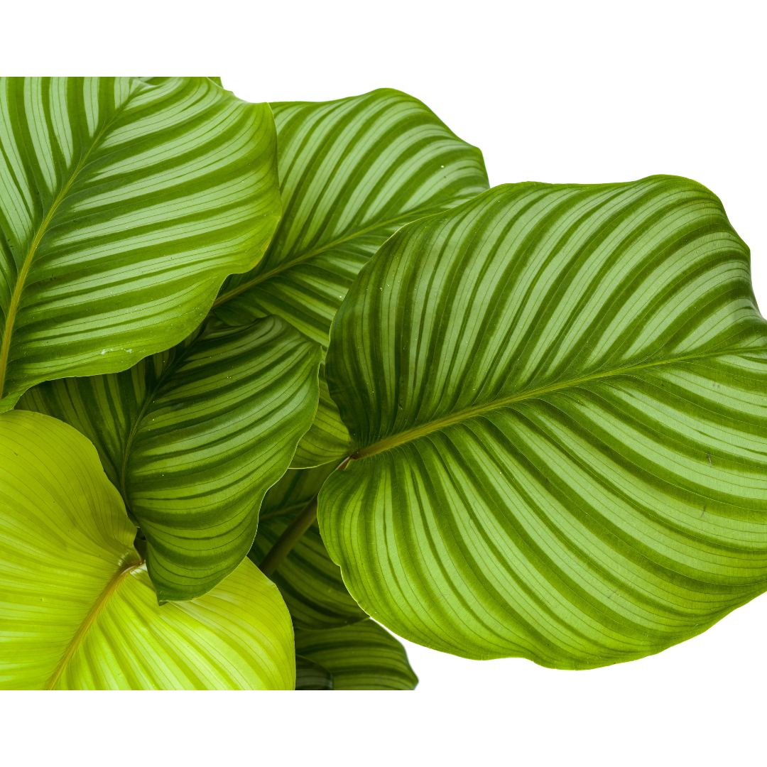 Calathea Orbifolia Ø27cm - ↕70 - 90cm - Pflanzfix24.de - Pflanzfix24.de