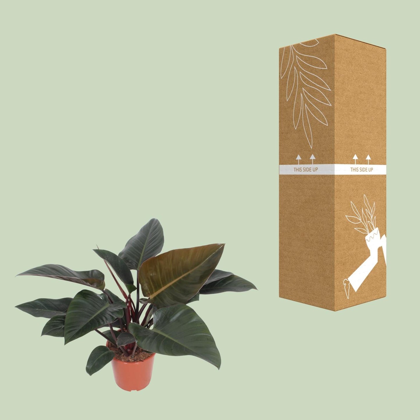 Philodendron Congo Red Ø27cm – Luftreinigende Zimmerpflanze | Pflanzfix24.de - Pflanzfix24.de