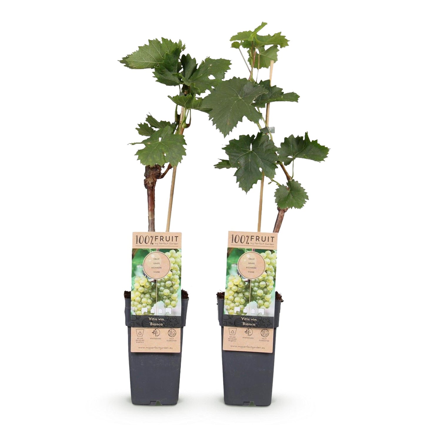 Weiße Traube Vitis vinifera Bianca – 2 Pflanzen, 15cm Topf | Pflanzfix24